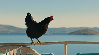 Hen